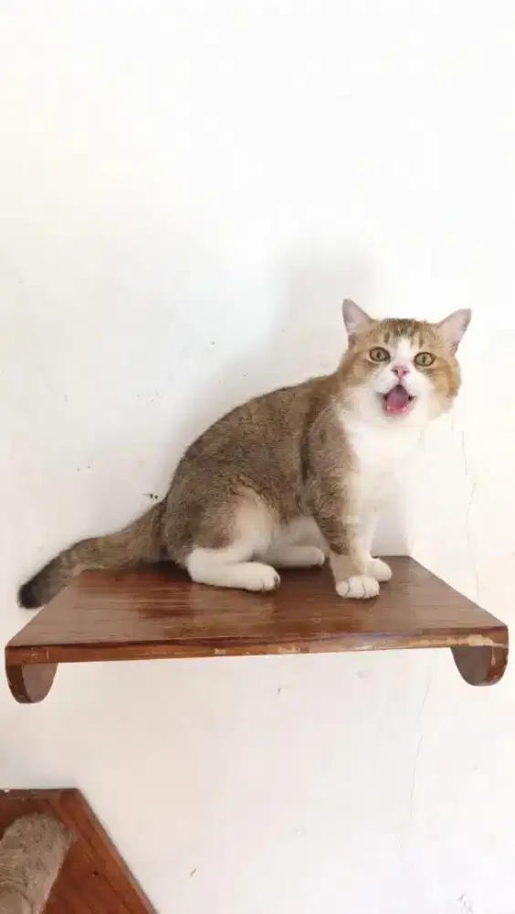 BSH GOLDEN n Bicolor GOLDEN