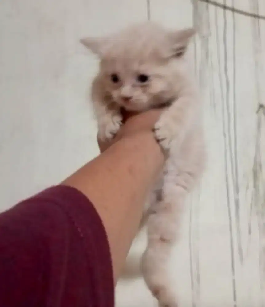 Bsh fawn line cinnamon male 3 bulan