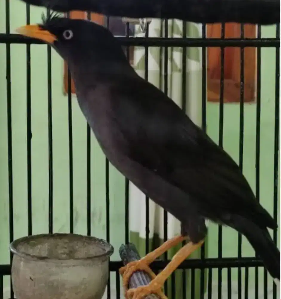 Burung Jalak Kebo