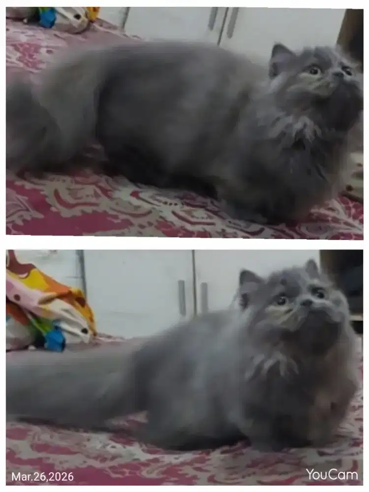 Munchkin British RH Blue Tortie Betina