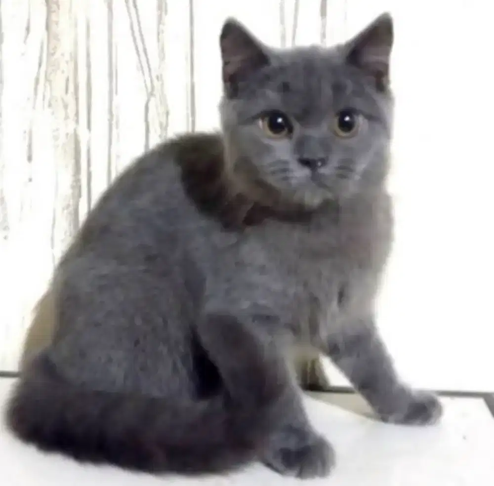 Bsh warna abu muda female usia 5 bulan