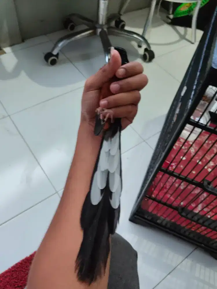 Murai Medan Ekor klewer Blorok