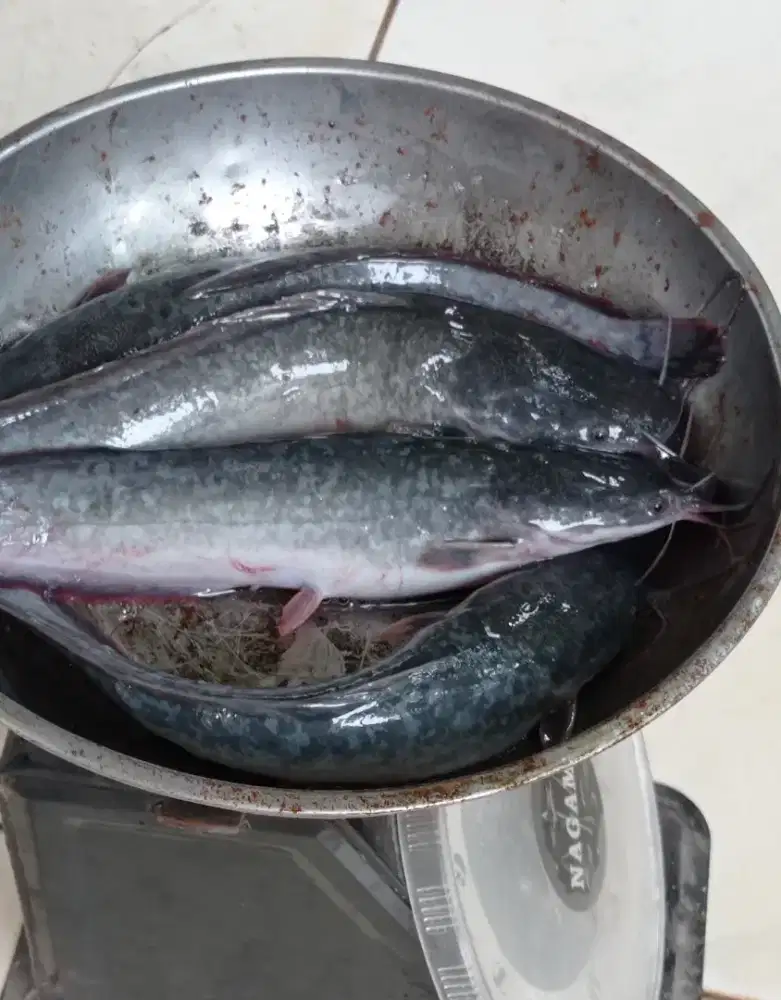 Lele kiloan konsumsi