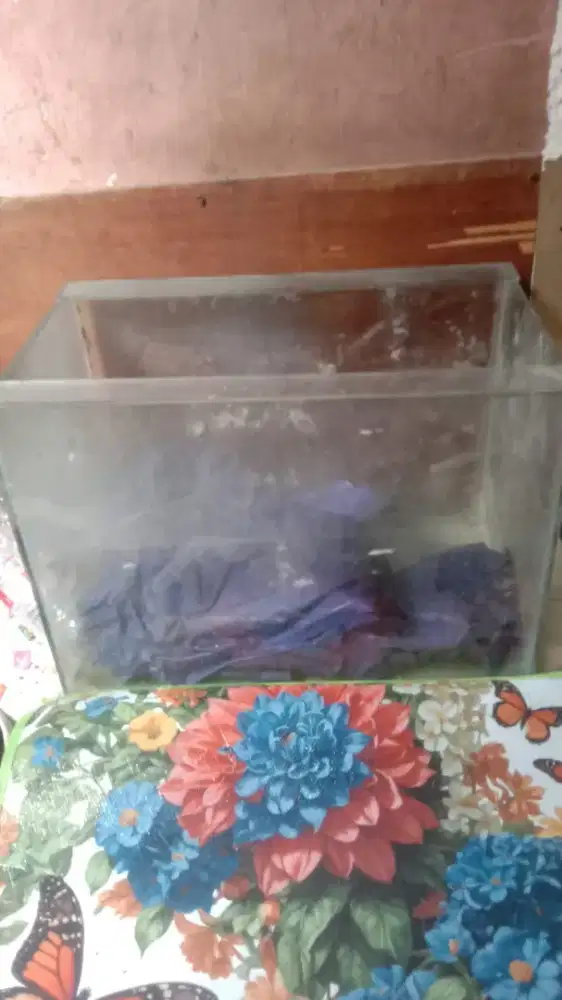 Akuarium ada 2. Masih lumayan