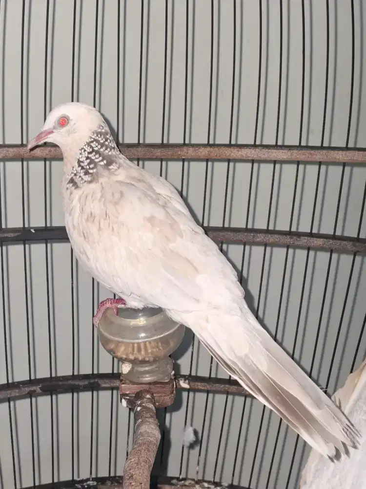 Derkuku Tekukur Kuk 7 MATA MERAH Warna Golden