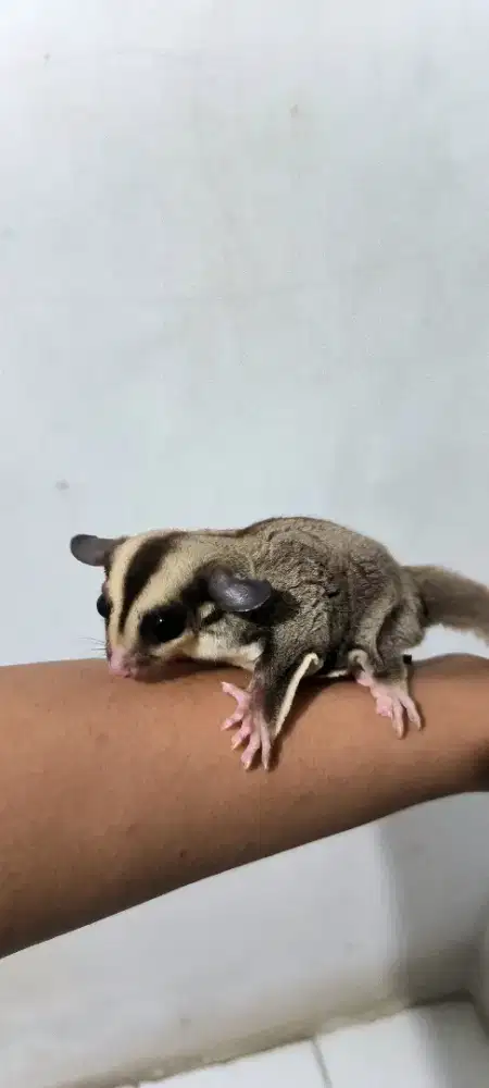 sugar glider classic grey