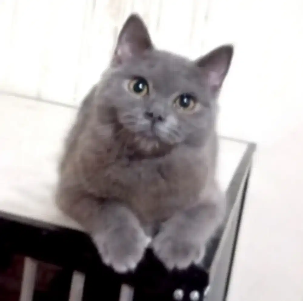 Bsh lilac jantan 5 bulan