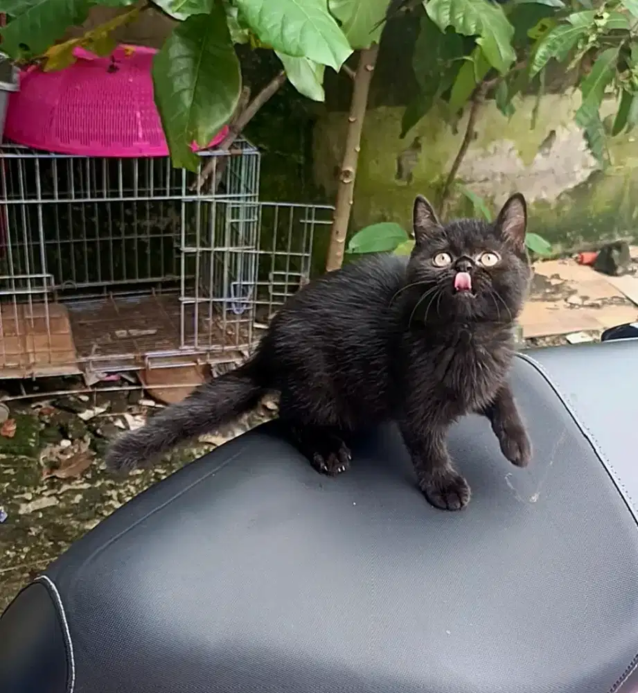 Bsh black solid female