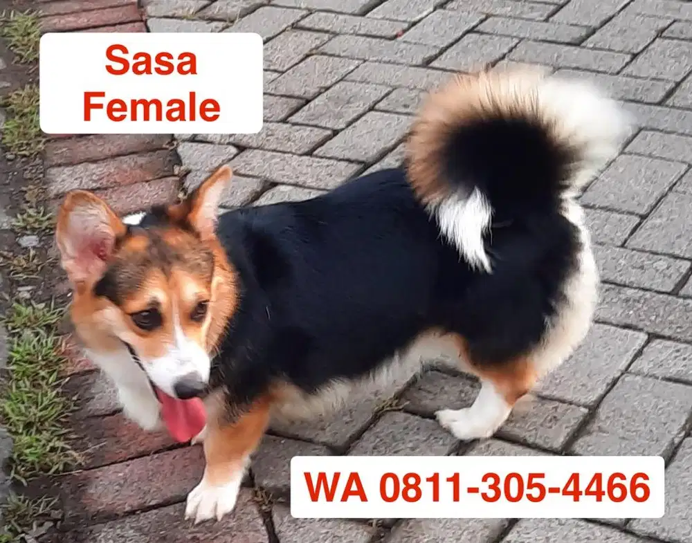 Corgi Stambum Betina 2 tahun