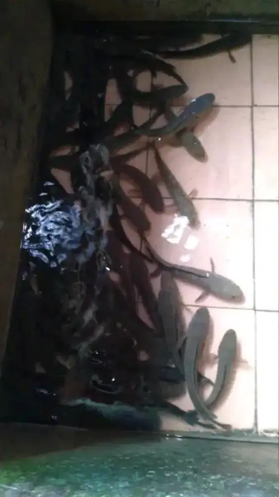 Ikan gabus hasil alam