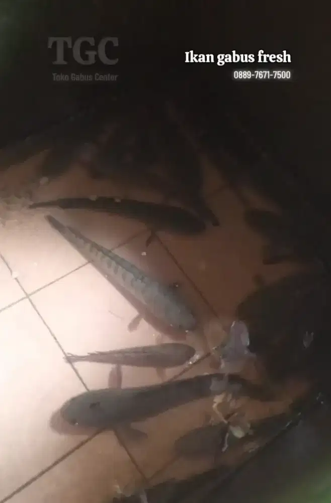 Jual ikan gabus kondisi fresh