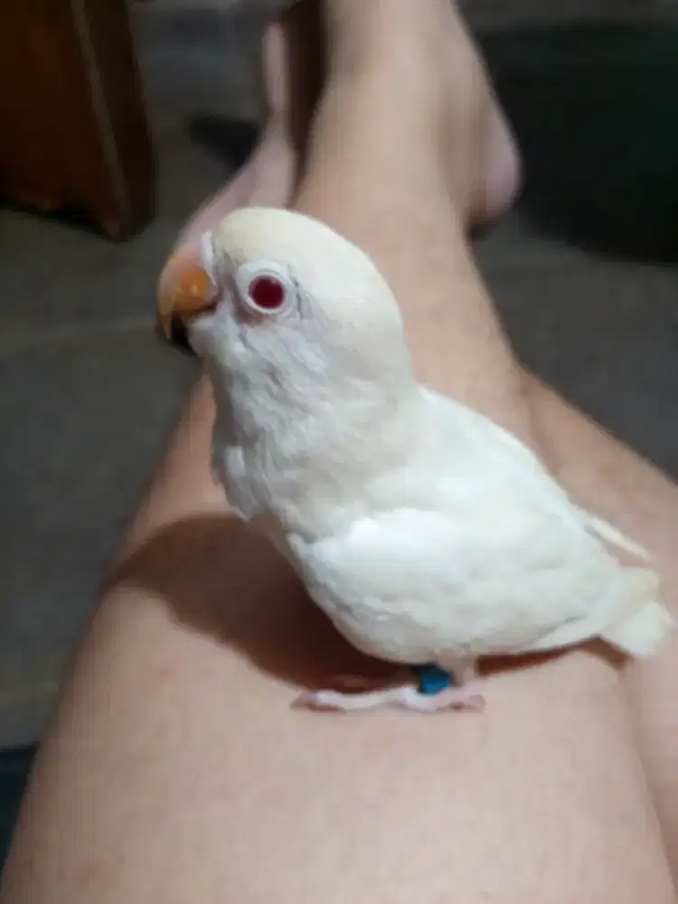 Lovebird albino MM