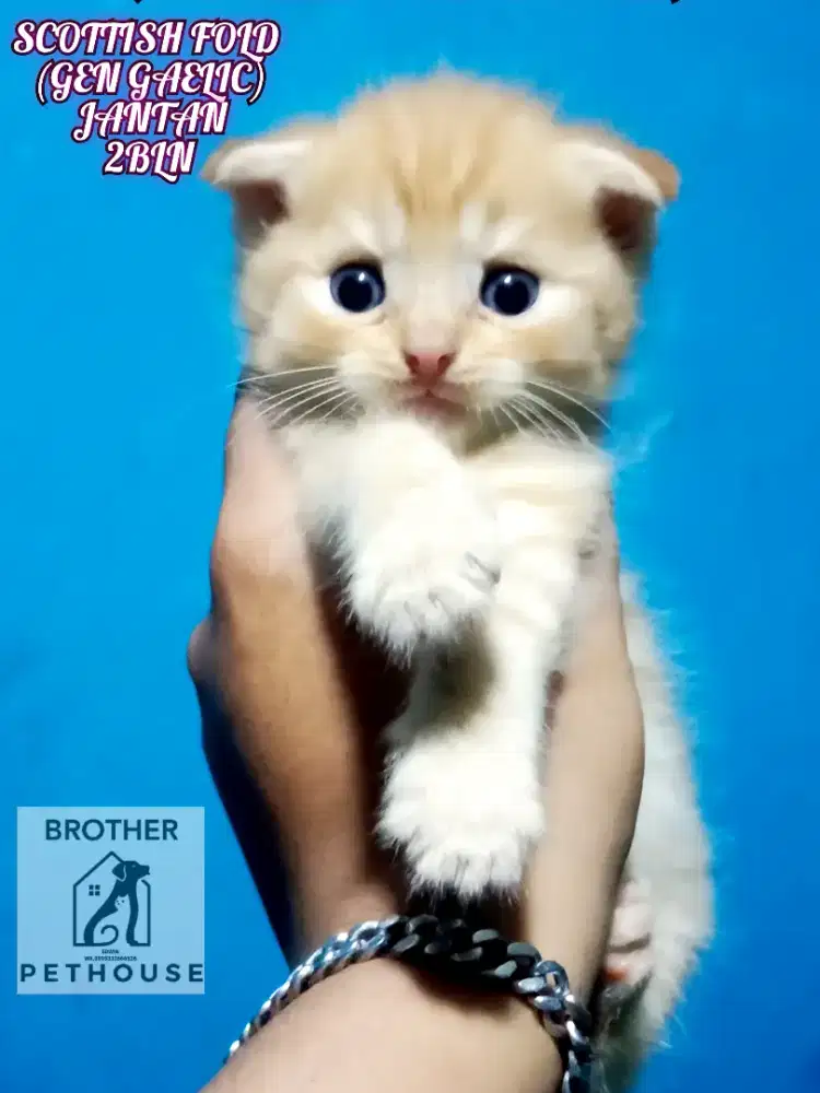 SCOTTISH FOLD (GEN GAEALIC )
