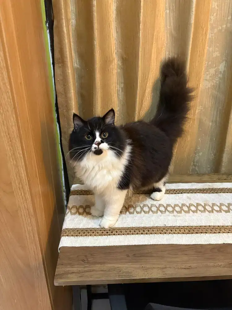 American curl ns jantan 5 bln bigbone