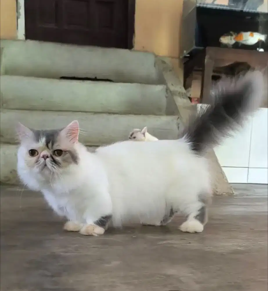 Kucing munchkin peaknose