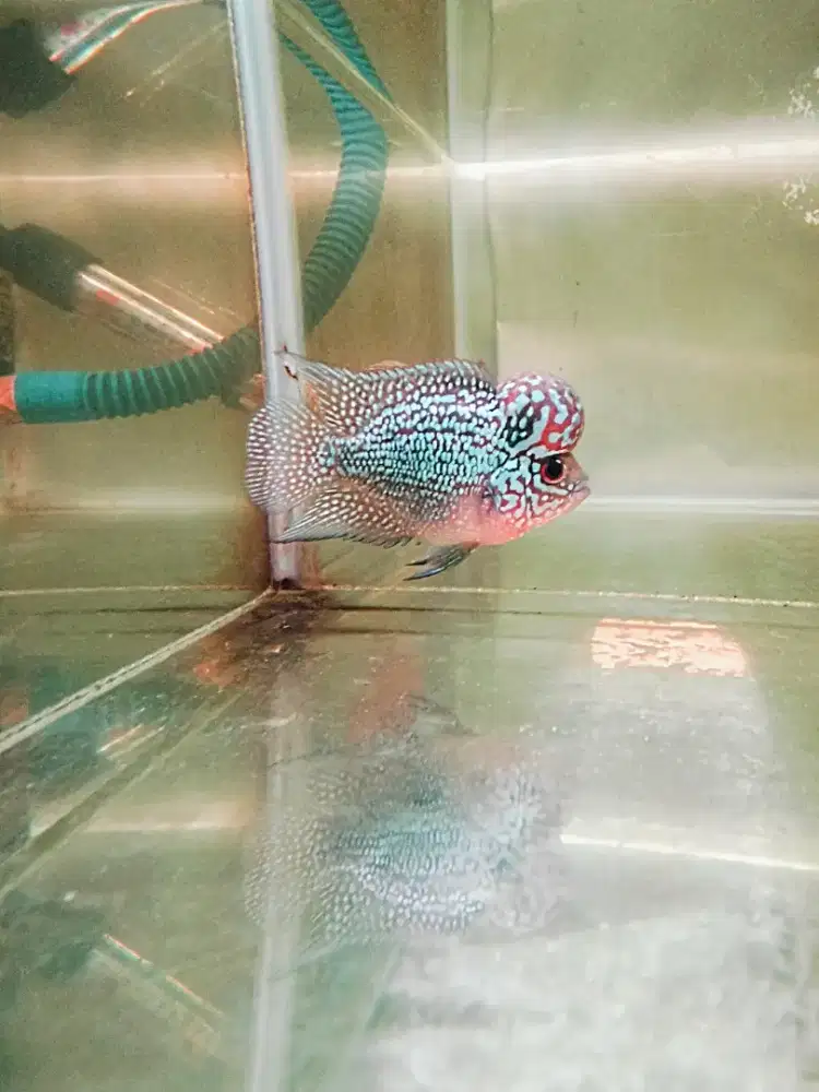 Louhan super red magma jenong