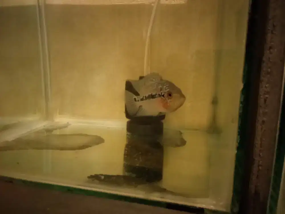 Ikan louhan cencu line