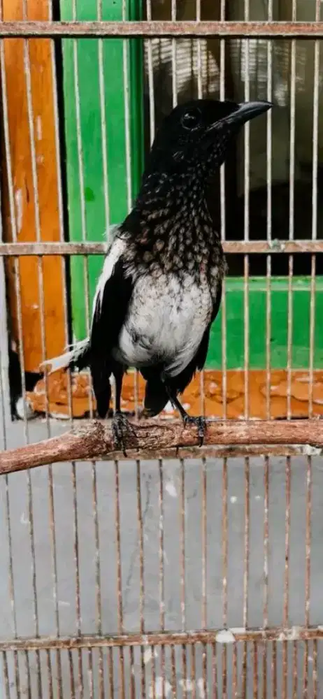 Kacer trotol jantan mandiri