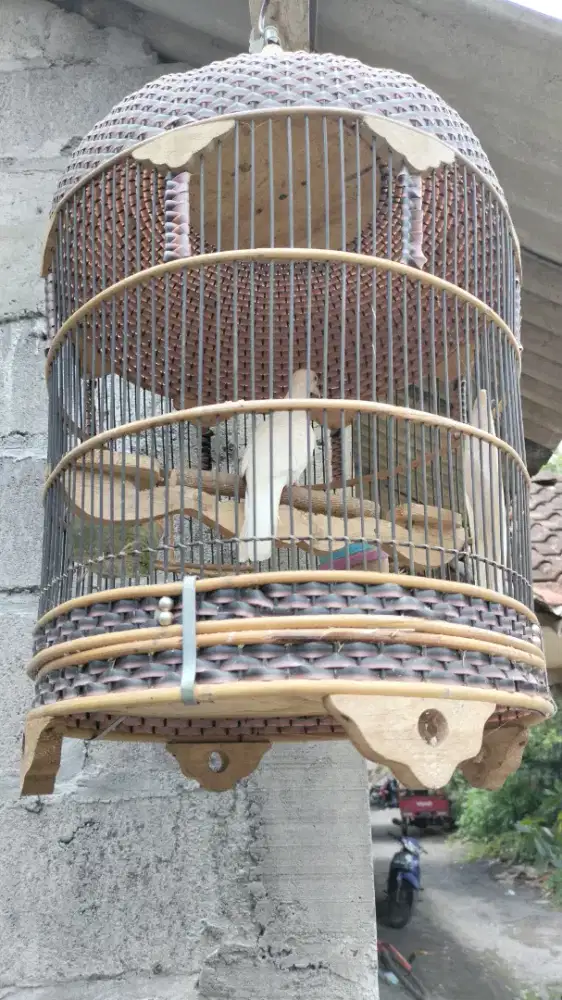 Jual perkutut putih dan cemani katuranggan