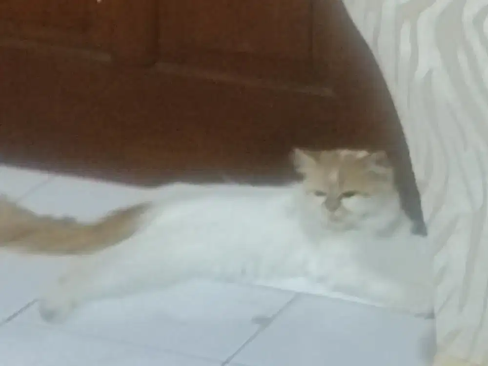 Flatnose longhair betina