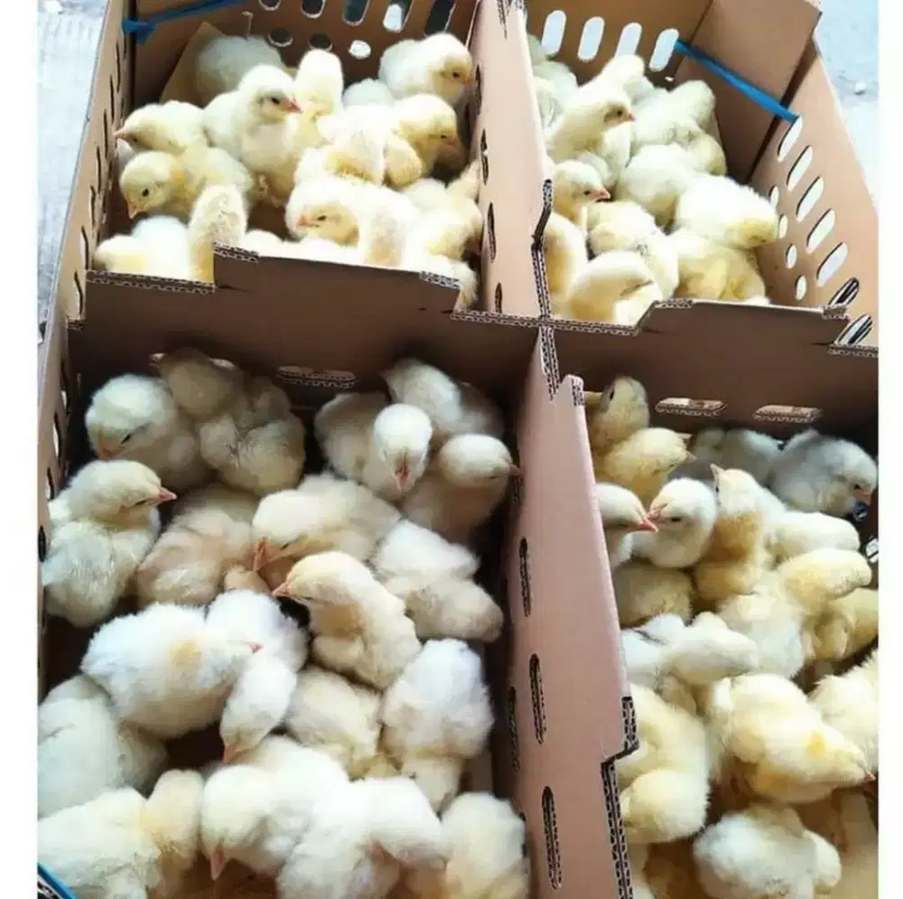 Doc bibit ayam broiler