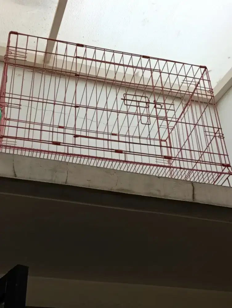 Kadang kucing atau kelinci