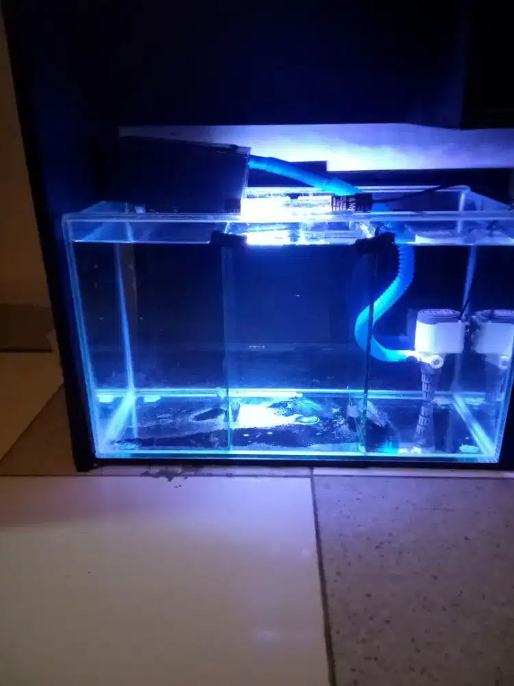 Ikan lohan f3 plus 1 set aquarium