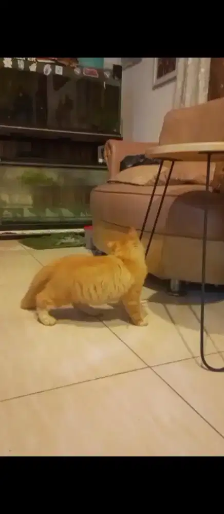 Kucing Oyen Anak Mix Maincone