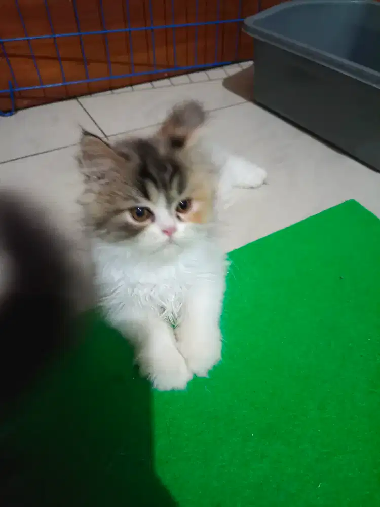 Betina flatnose kalico