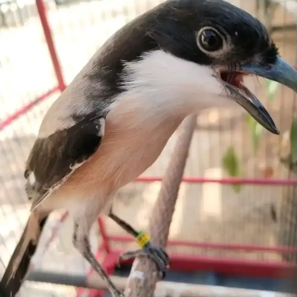 Cendet madura sapudi pastol gacor