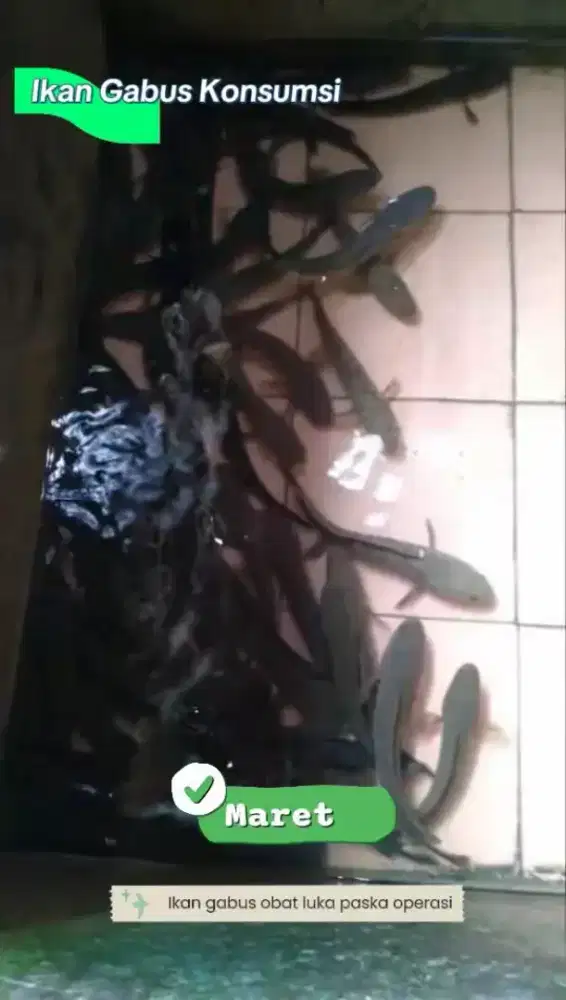 Fresh ikan gabus konsumsi