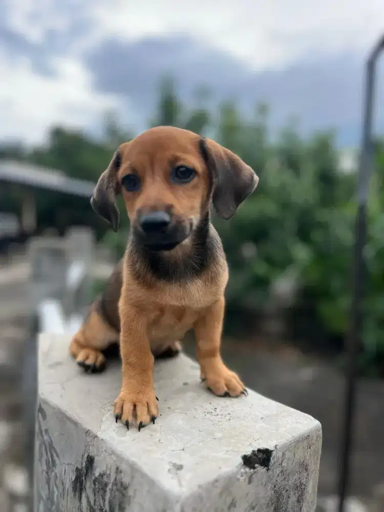 Anjing Tekel mix Pomeranian