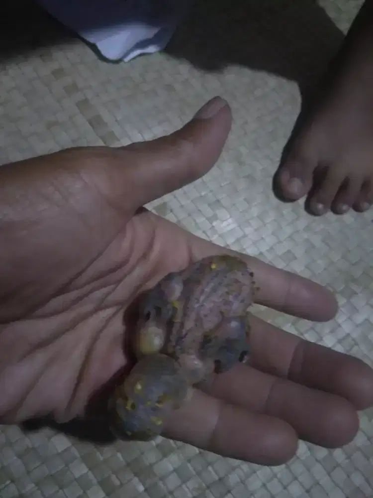 Anak love bird lolohan