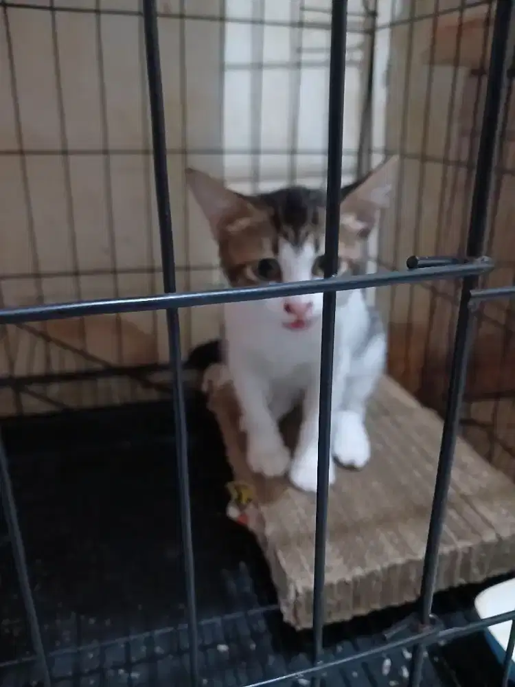 Anak Kucing Usia Sekitar 3 Bulan