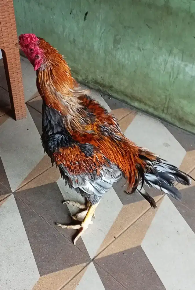 Bangkok klawu / klabu