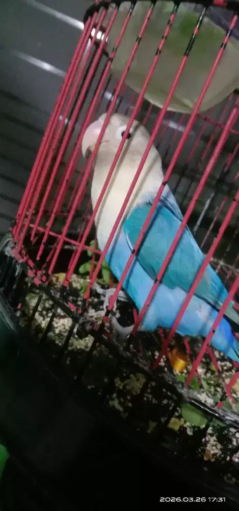 Lb Lovebird Betina