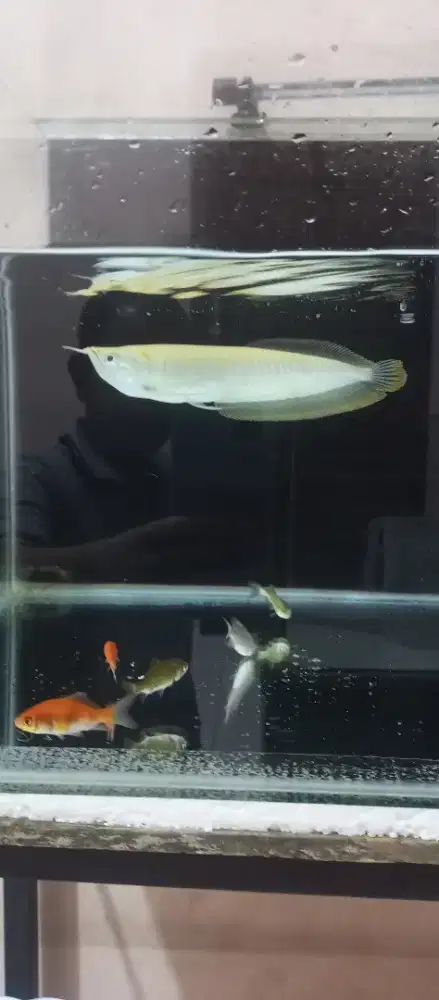 Silver albino 23-25cm