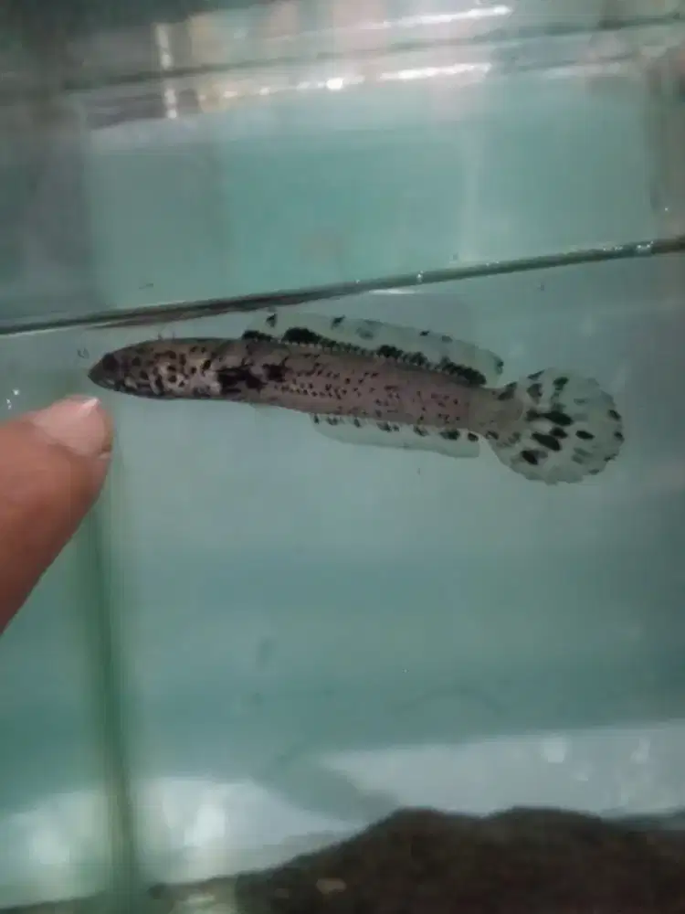 Channa limbata granit