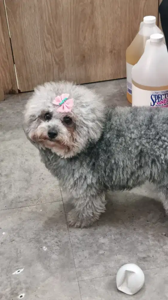 LOKER CAFE RESTORAN WAITRESS KASIR CLEANING SERVICE GROOMER PLUIT BSD