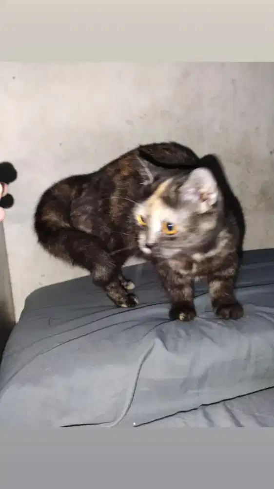 Munchkin mix BSH British Short Hair betina