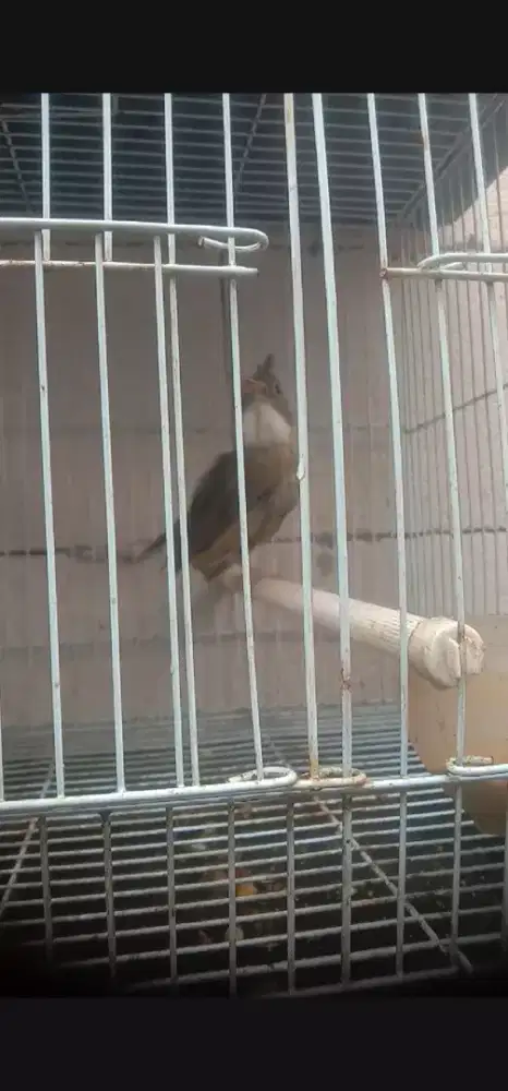 cucak jenggot jantan