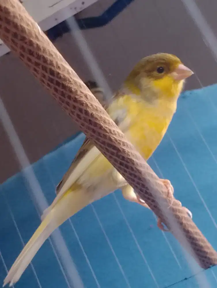 Kenari std kecil bond prospek