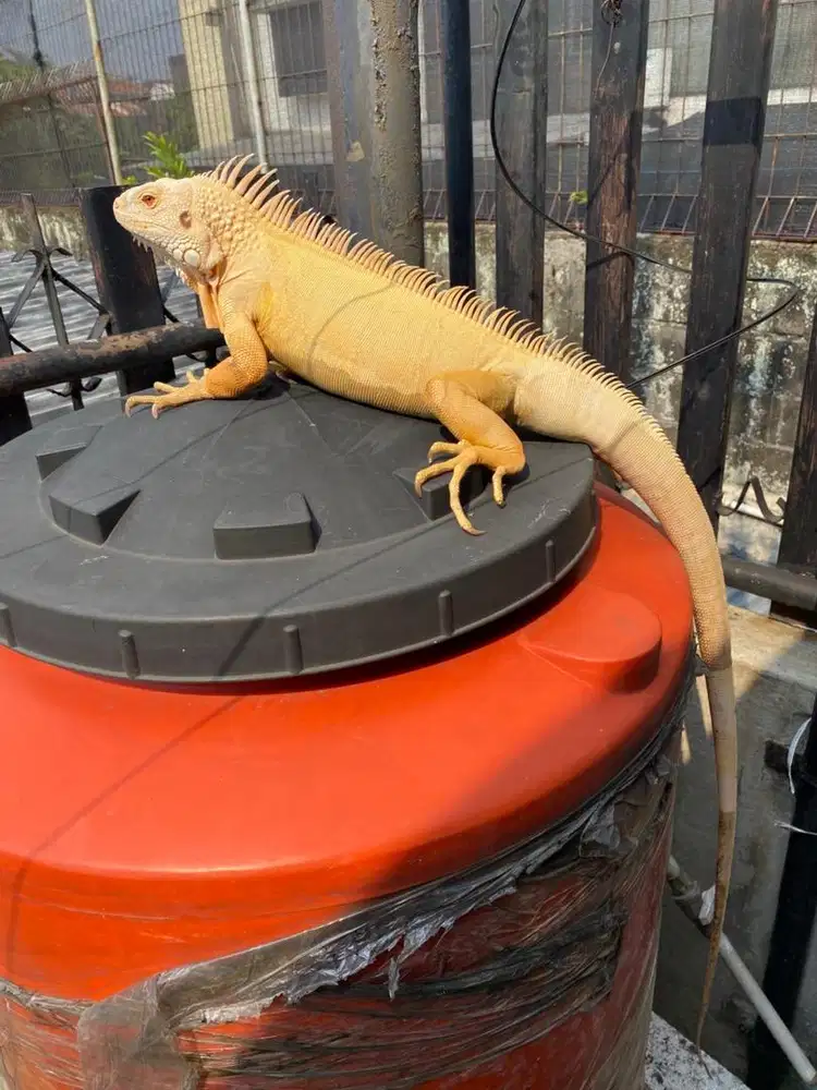 Jual iguana albino