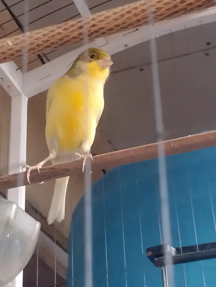 Kenari std kecil siap Gass