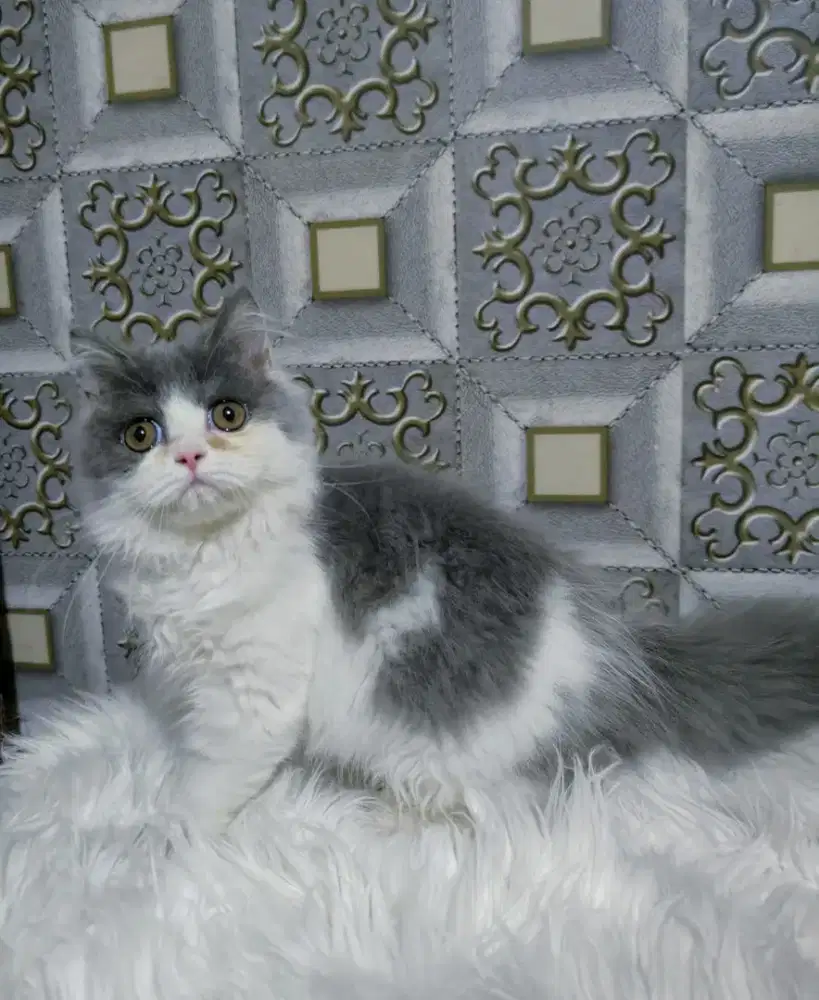 Kucing Persia kitten warna favorit