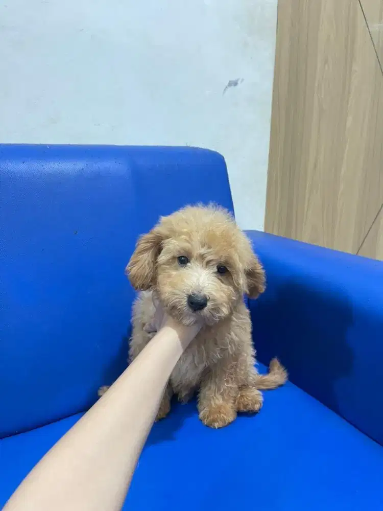 Poodle male sudh vaksin