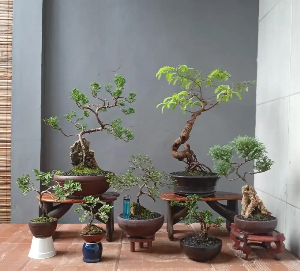 7 pohon mini bonsai siap pajang