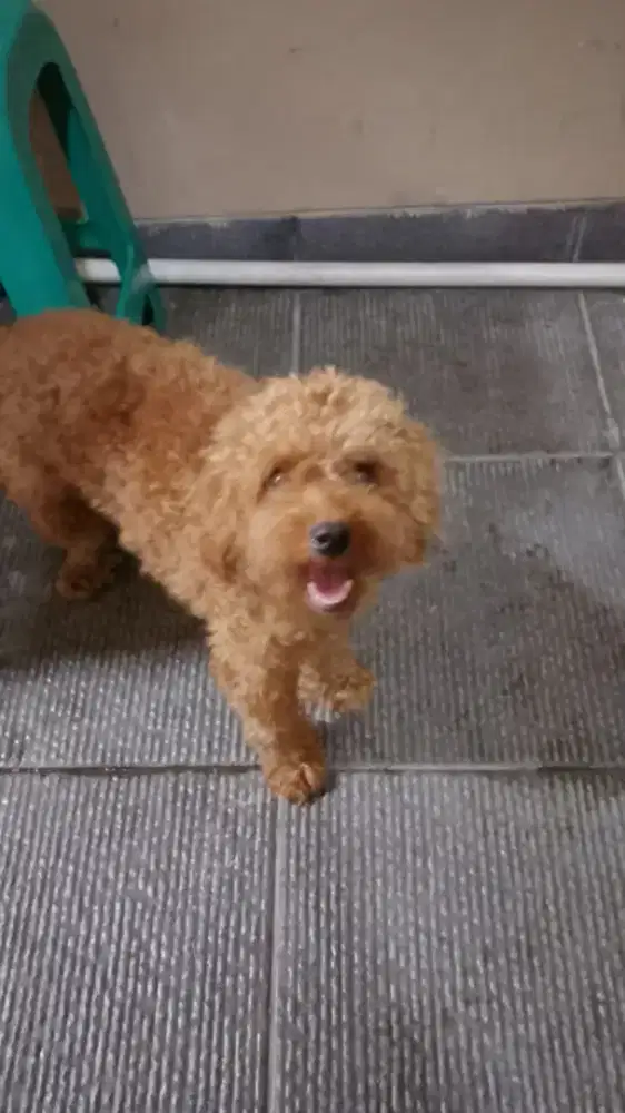Poodle Jantan Red