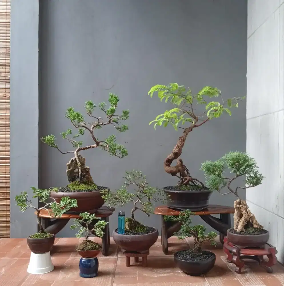 Borong murah bonsai hias mini 7 pohon