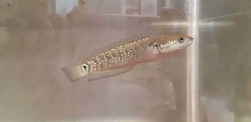 Ikan Chana + aquarium